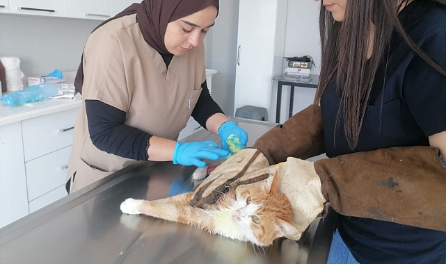 Kars'ta işkence edildiği iddia edilen kedi tedaviye alındı