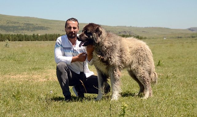 "Kars Türk çoban köpeği"nin ırkı korunuyor