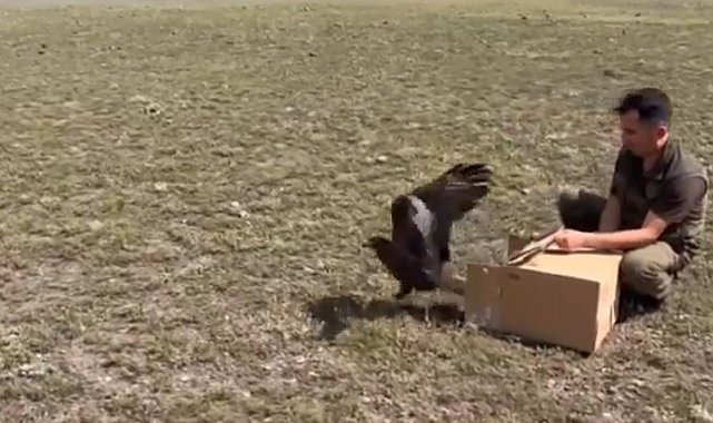 Kars'ta kızıl şahinler doğaya bırakıldı