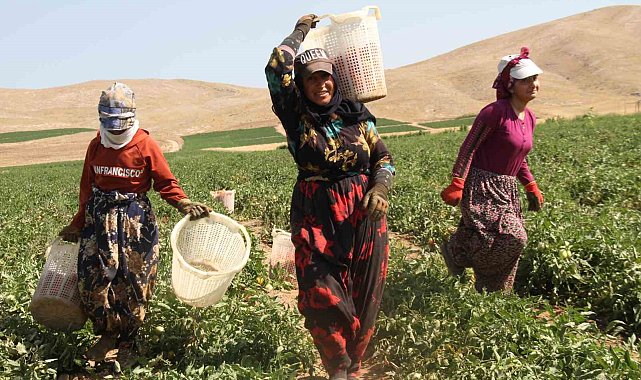Kavurucu sıcak altında tarlada ekmek mücadelesi
