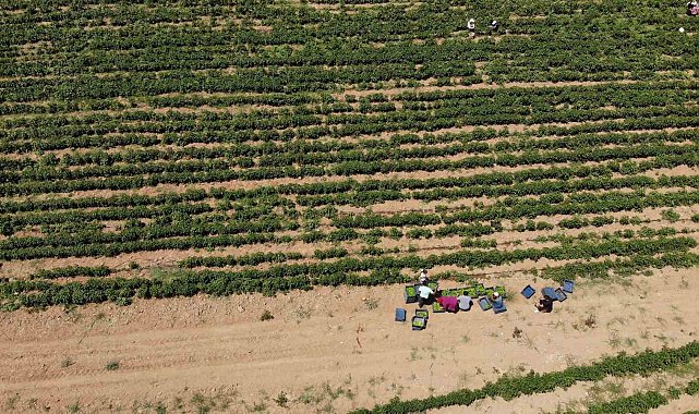 Kavurucu sıcakta tarlada ekmek mücadelesi
