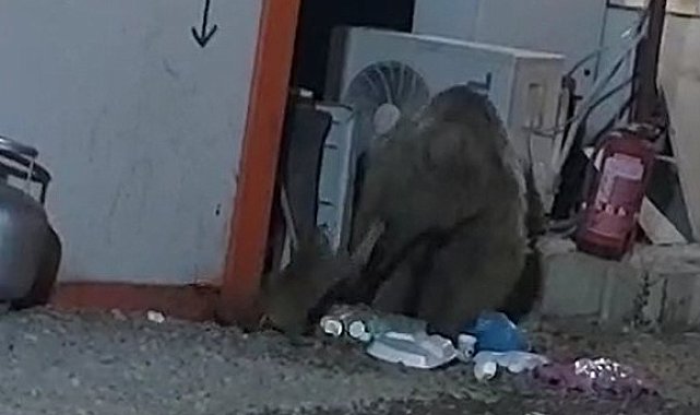 Kedinin ayıyla ekmek kavgası kameraya yansıdı