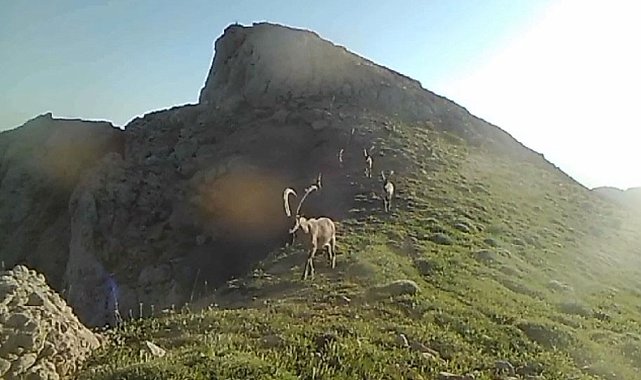 Koruma altında bulunan yaban keçileri fotokapana takıldı