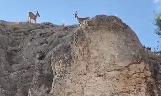 Koruma altındaki dağ keçileri Harput'ta görüntülendi