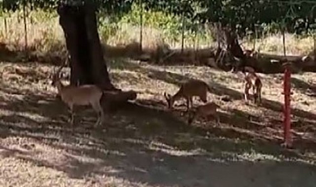 Köye, sürü halinde inen yaban keçileri görüntülendi