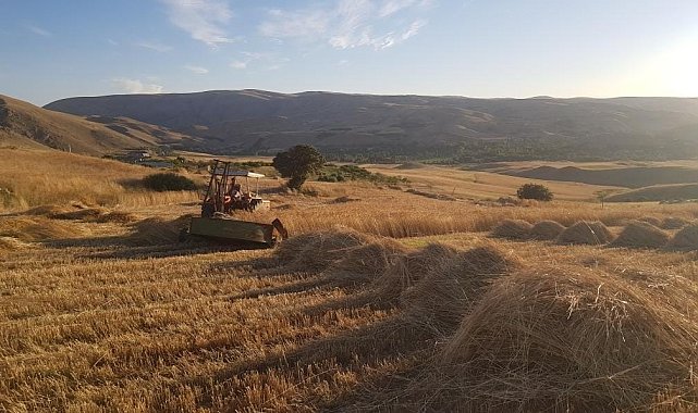Kuluncak'ta buğday hasadı