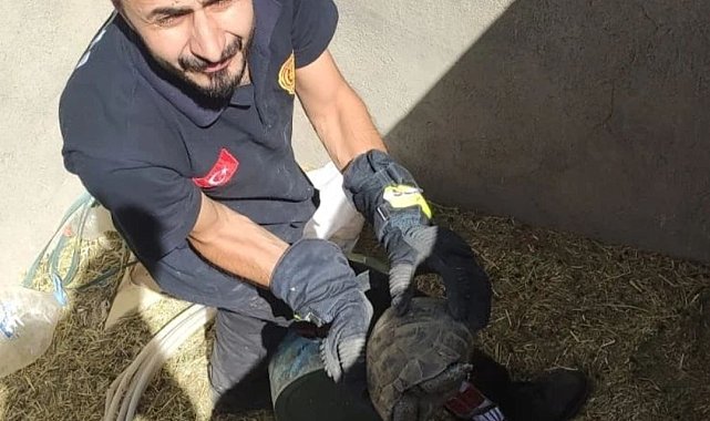 Kuyuda mahsur kalan kaplumbağalar kurtarıldı