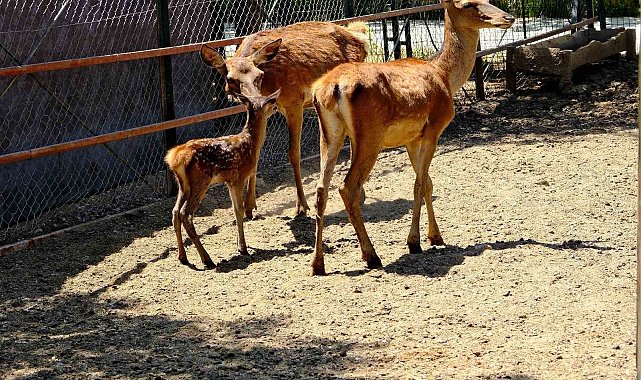 Malatya Hayvanat Bahçesini bugüne kadar 1 milyon kişi gezdi