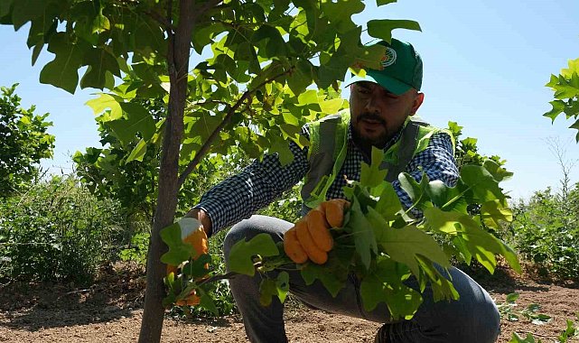 Malatya'da 30 bin fidan toprakla buluşacak