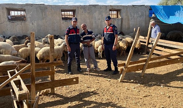 Malatya&#039;da kayıp koyunları jandarma buldu
