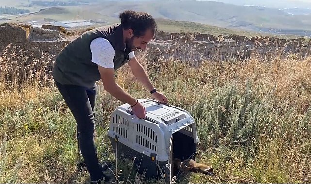 Markette alaca sansar sürprizi