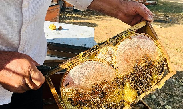Merakla başladığı arıcılıkta, 70 kovandan binlerce kilo "Gülbal" üretiyor