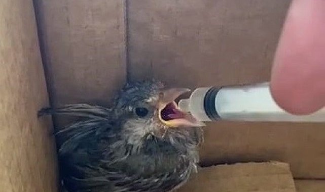 Minik serçe yavrusu şefkatli ellerde