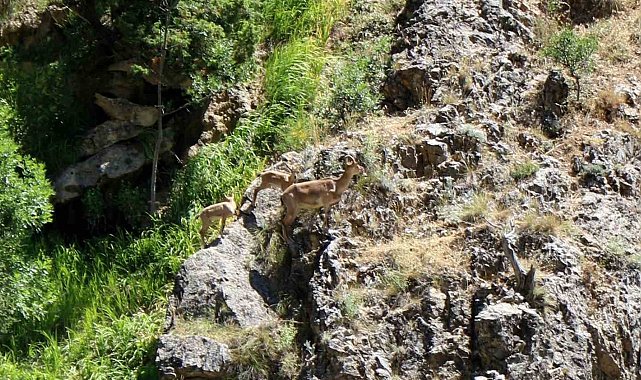Munzur Dağlarında dağ keçileri görüntülendi