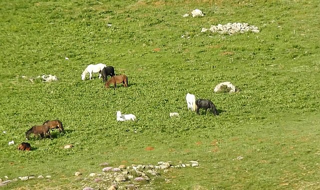 Munzur Dağlarındaki yılkı atları görüntülendi