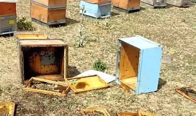 Muş'ta aç kalan ayılar kovanları parçaladı