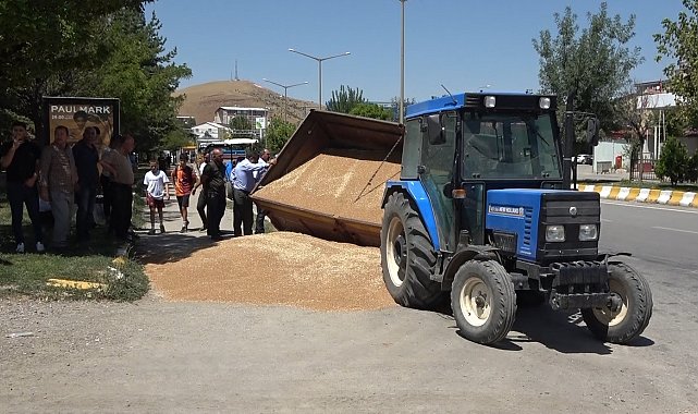 Muş'ta buğday yüklü römork devrildi