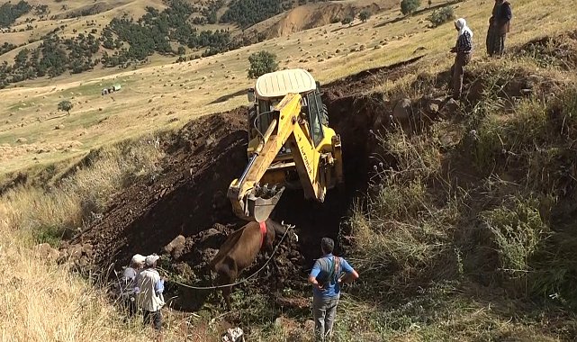 Muş'ta dereye düşen inek iş makinesiyle kurtarıldı