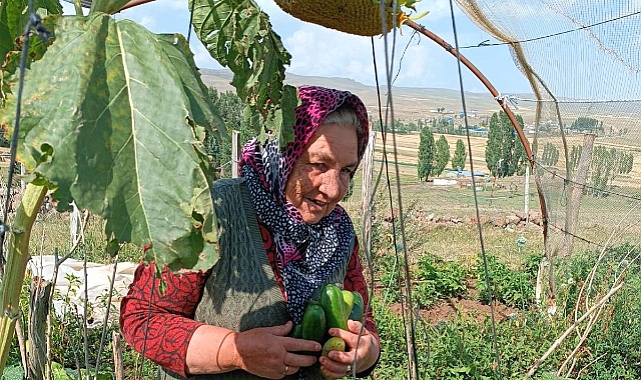 Naide Nine bostanında organik sebze yetiştiriyor