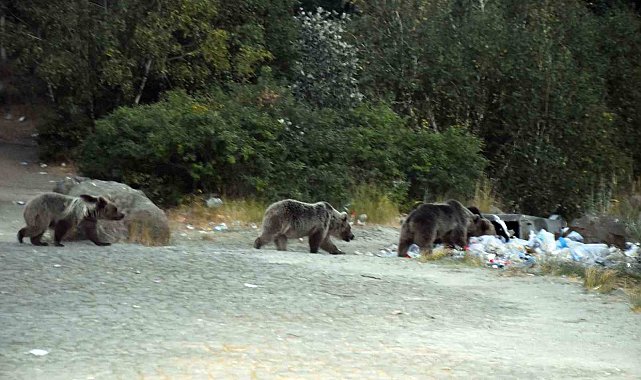 Nemrut'taki boz ayılar aç kalınca çöplüklere dadandı