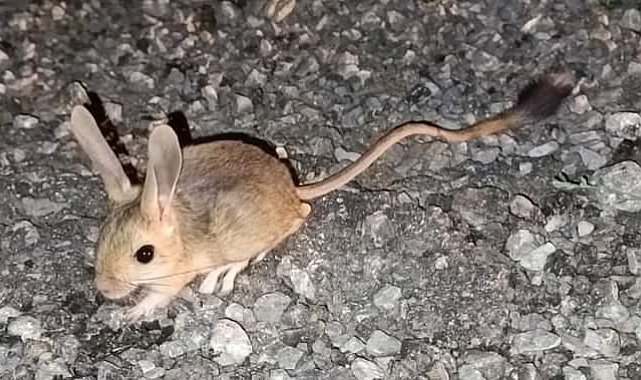 Nesli tükenmekte olan Arap tavşanı Erzincan'da görüntülendi