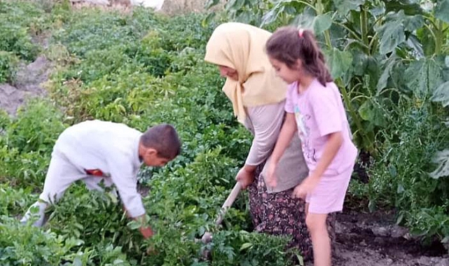 Patates üretiminde beklenti yüksek