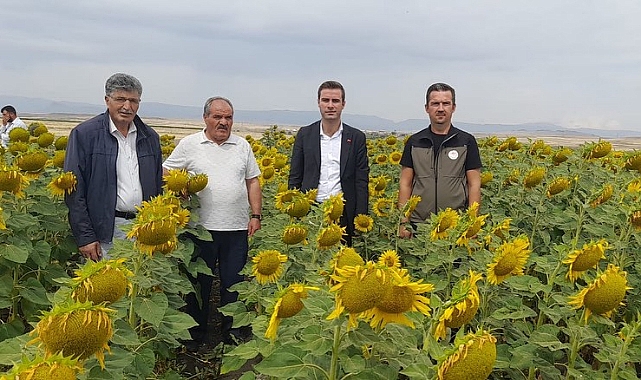 Sarı Altın Kars&#039;ta tarlaları süslüyor