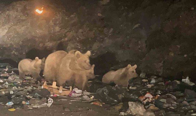 Sarıkamış'ta ayılar 'çöplük ayısı' oldu