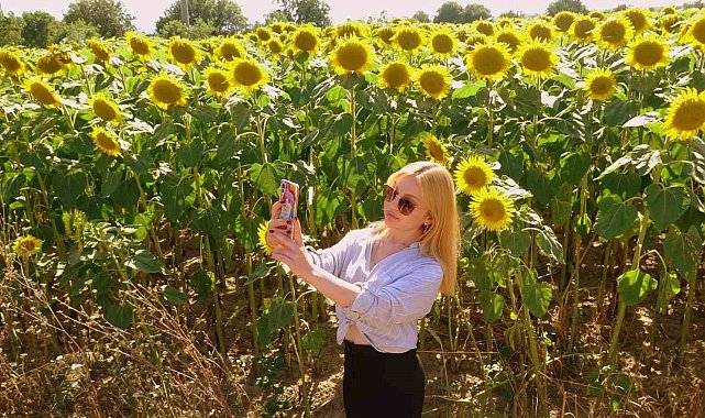 Sarıya boyanan ayçiçeği tarlaları hasat için gün sayıyor