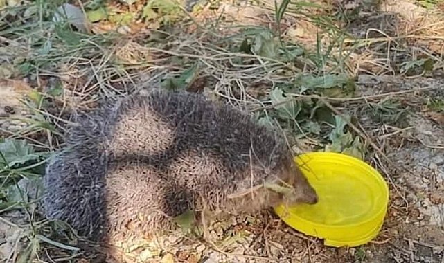 Sıcaktan bitkin düşen kirpiye vatandaşlar su verdi