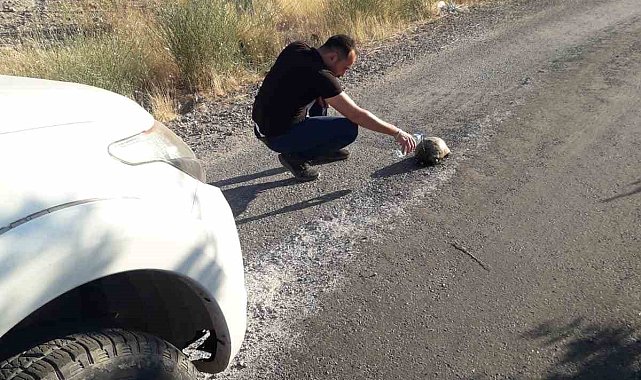 Sıcaktan etkilenen kaplumbağaya su içirdi