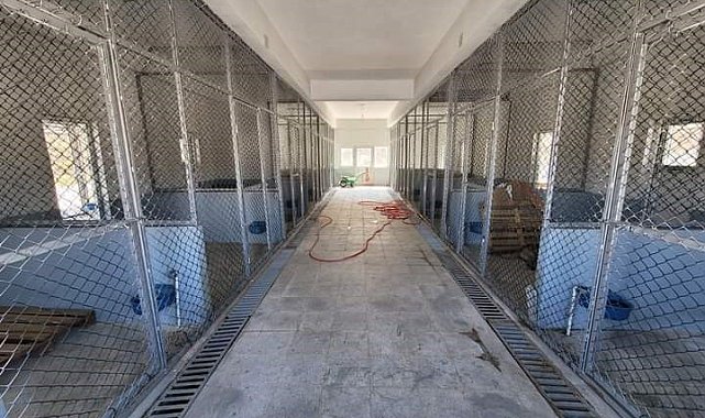 Sokak hayvanları Güroymak Belediyesine emanet