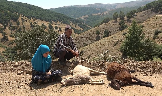 Sürüye saldıran kurtlar 35 koyunu telef etti, 45'ini yaraladı