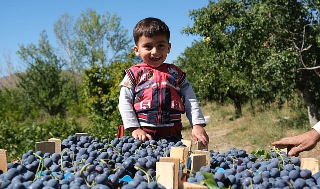 Tescilli Cimin üzümü tezgahtaki yerini almaya başladı