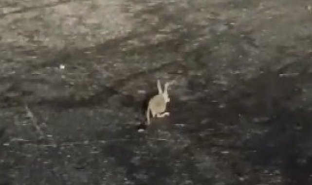 Tunceli'de kırmızı listedeki Arap tavşanı görüntülendi