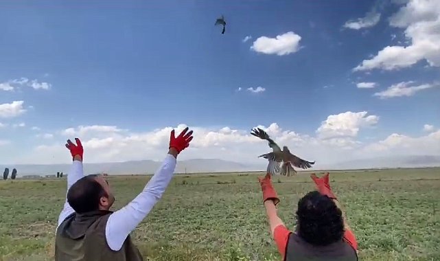 Üç kerkenez yavrusu doğaya salındı
