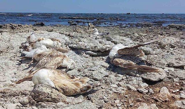 Van Gölü'nün Tatvan sahilinde toplu martı ölümleri