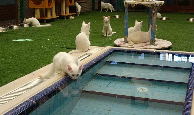 Van kedilerinin havuzlu villada ikinci parti doğumu gerçekleşti