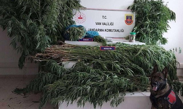 Van'da 605 kök hint keneviri ele geçirildi