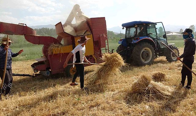 Van'da arpa hasadı başladı