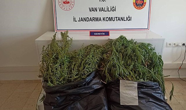 Van'da Hint keneviri operasyonu
