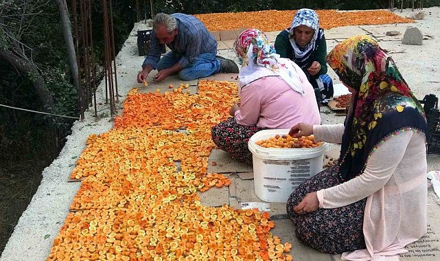 Van'da kayısı kurutma dönemi