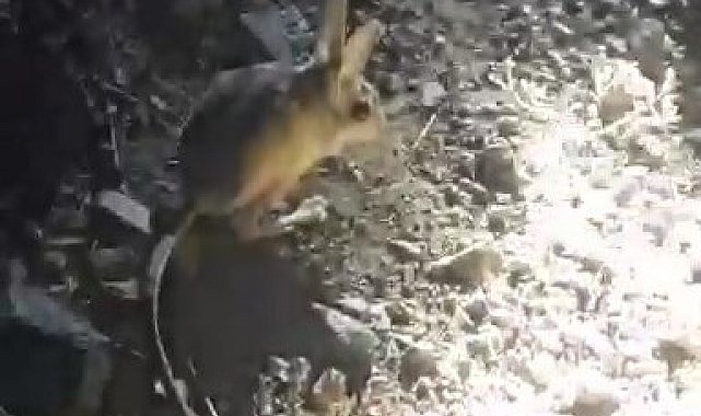 Vatandaşların 'Arap tavşanı' ile imtihanı