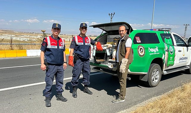 Yaralı tilki tedavi altına alındı