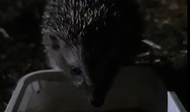 Yavru kirpi, su ihtiyacını gidermek için her gün evin bahçesine geliyor