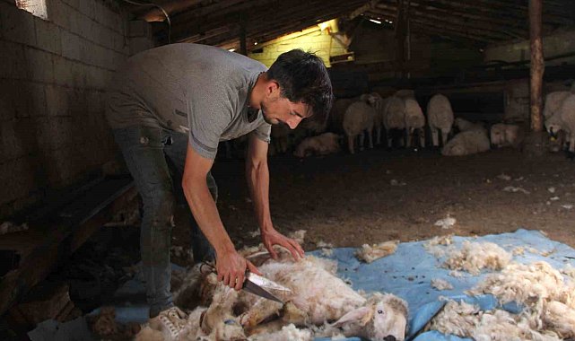 Yaylalarda koyun kırkma zamanı