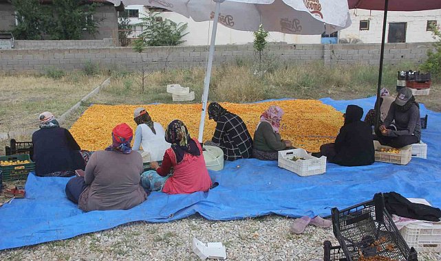 Yaz meyvesi 'kayısı' hasat sonrası kurutulup kışa hazırlanıyor