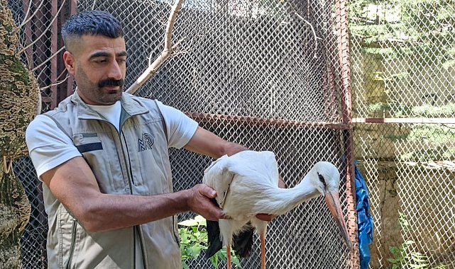 Yorgun ve bitkin halde bulunan yavru leylek tedavi altına alındı