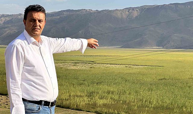 Yüksekova'da her sene yakılan Nehil Sazlığı bu sene yeşerdi