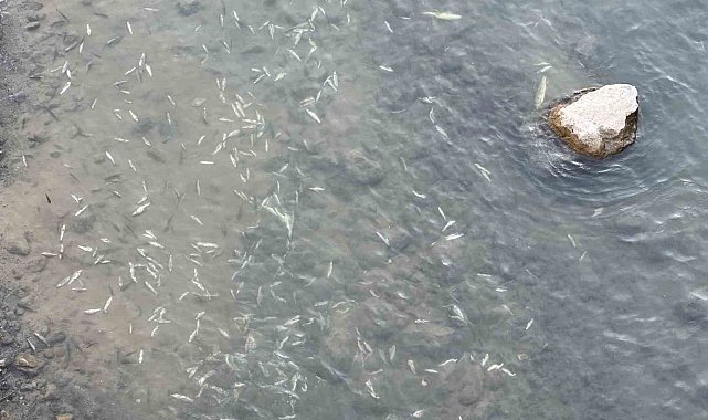 Yüksekova'da sürü halinde balık ölümleri korkuttu